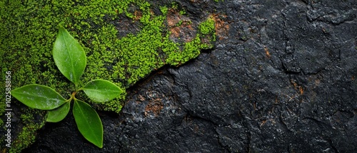 A plant grows from the bark of a tree rooted in barky tree