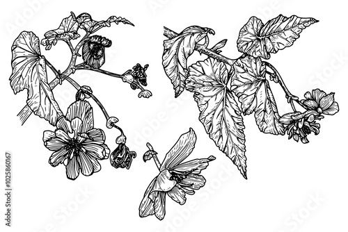 Begonia flower set hand drawn sketch. Botanical illustration. Natural flowering plant. Branch with leaves, buds, flowers. Flora. Vector engraving line art.