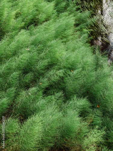 A popular aquarium plant - Ceratophyllum demersum, commonly known as hornwort, rigid hornwort, coontail, or coon's tail.