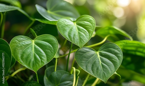 Tropical plant with heart shaped leaves evoking a holiday mood, Generative AI