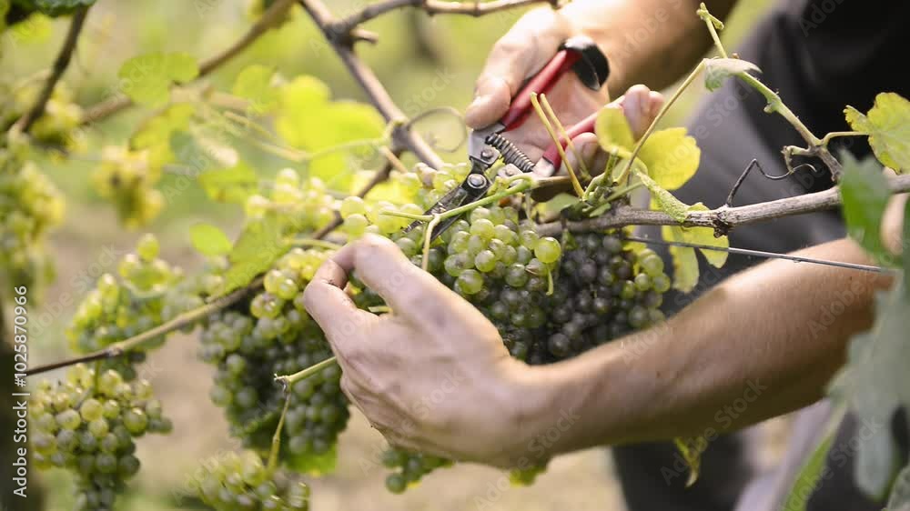 cutting bunches of grapes in the vineyard cutting bunches of grapes in the vineyard