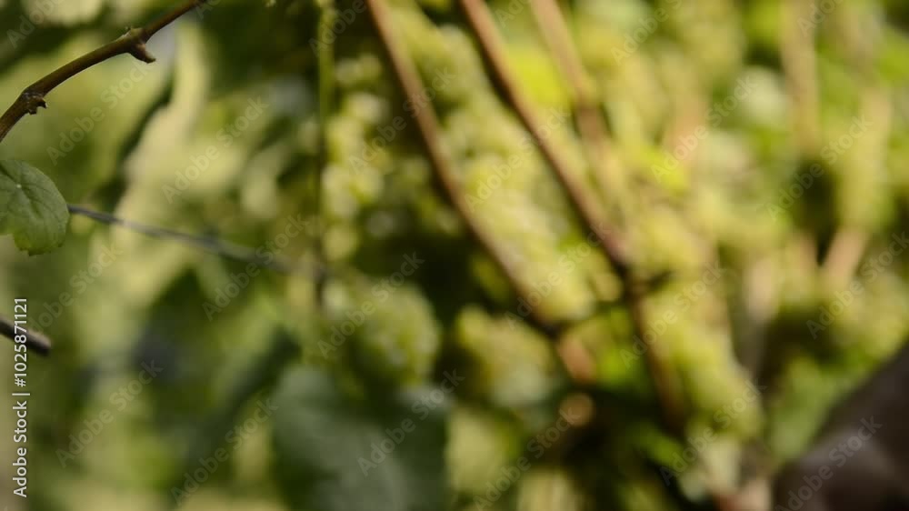 cutting bunches of grapes in the vineyard
