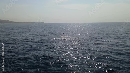 Wallpaper Mural Aerial drone footage of flying rays in the ocean on a clear summer day Torontodigital.ca