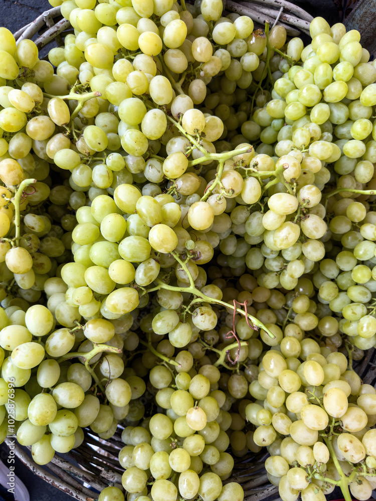 Fresh green grapes bunches, closeup of ripe fruit harvest Fresh green grapes bunches, closeup of ripe fruit harvest
