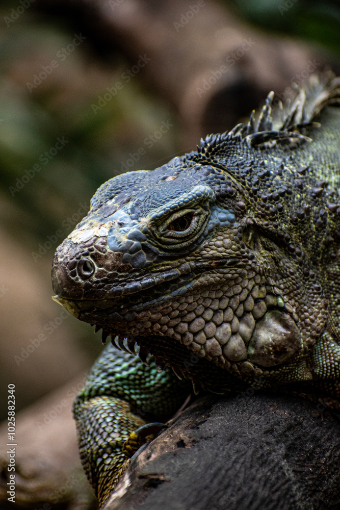 Obraz premium iguanna close shot at Chiang mai