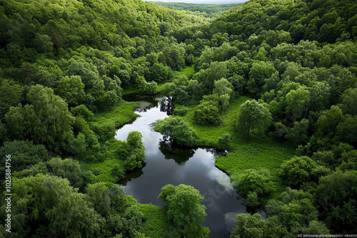 Lush green forest with serene river view