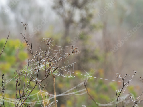 Foggy morning in the grove of the Bellus reservoir, Spain photo