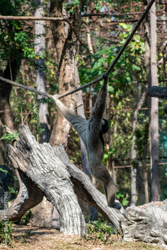Gibbon monkey at Chiang mai zoo, Thailand
