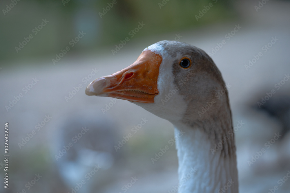goose close-up with out-of-focus background goose close-up with out-of-focus background