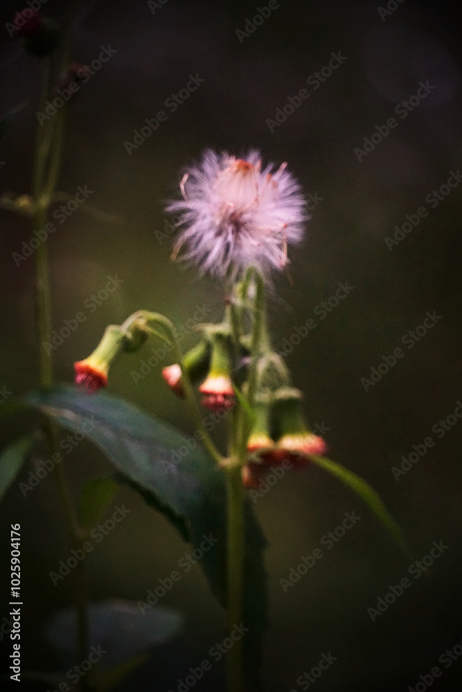 Obraz premium A flower with a yellow center and green leaves