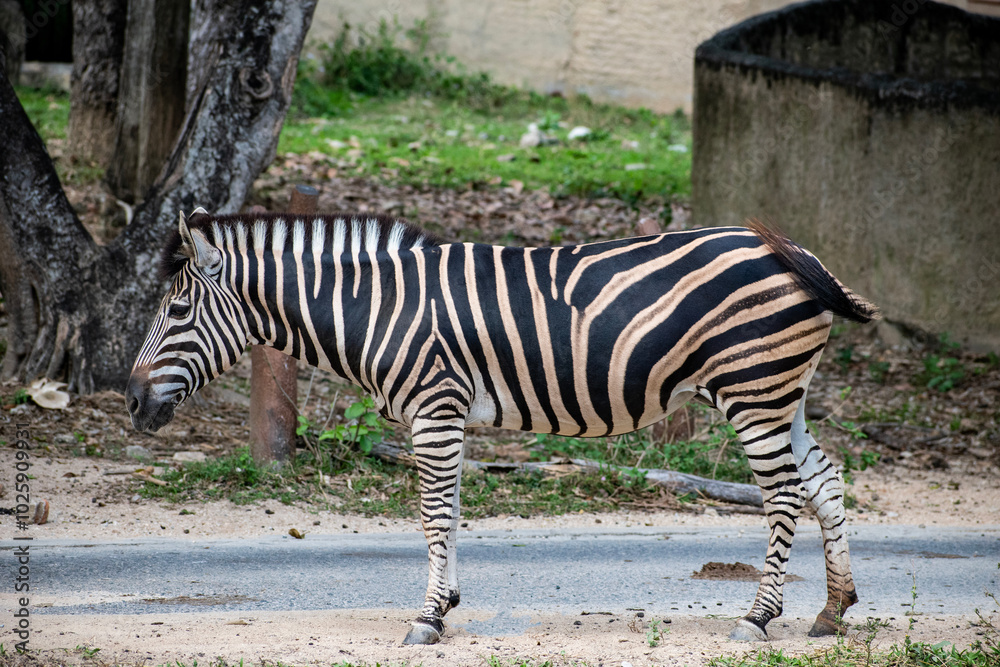 Beautiful zebra at Chiang mai night safari Beautiful zebra at Chiang mai night safari