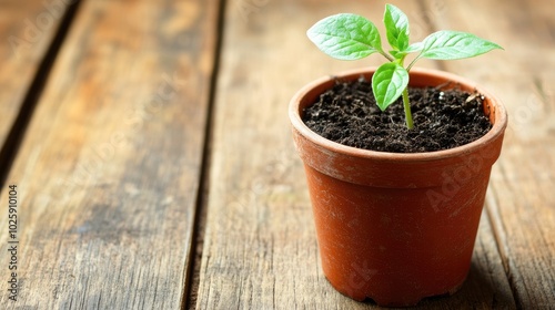 Fresh Green Plant Growing in a Small Pot