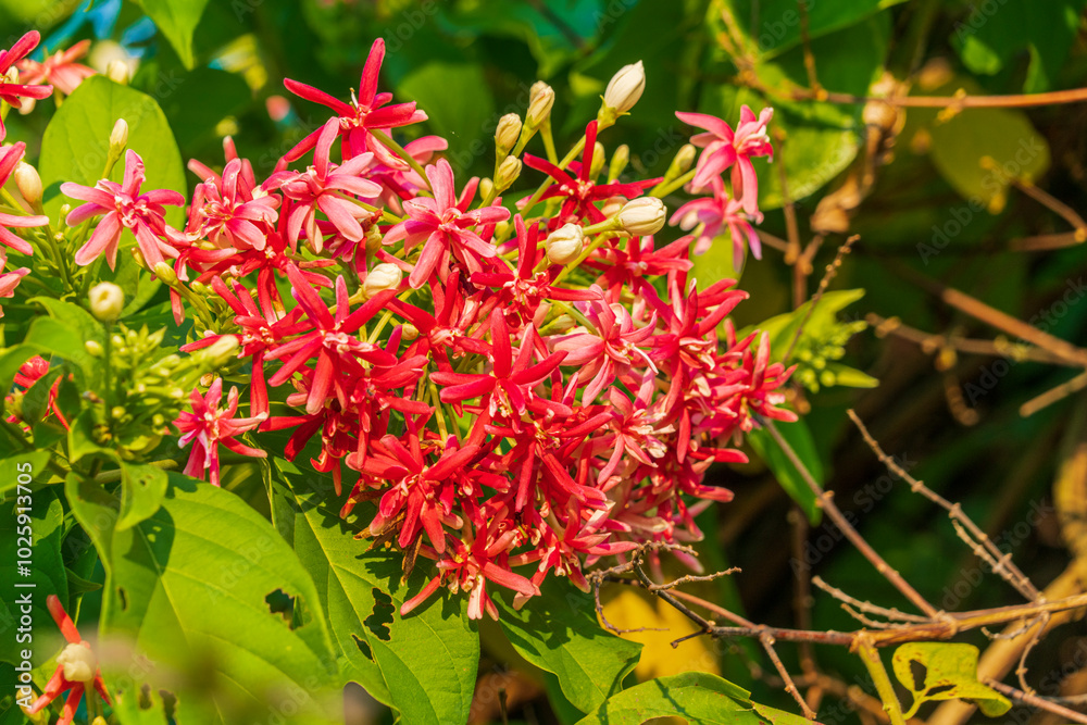 This picture is a picture of red flowers. This picture is a picture of red flowers.