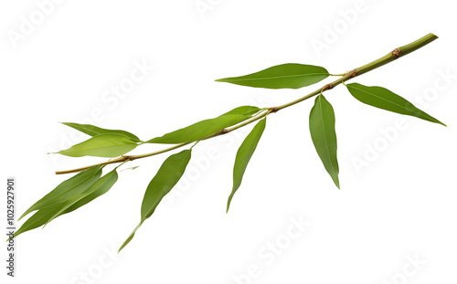Green eucalyptus branch with long slender leaves against a plain background