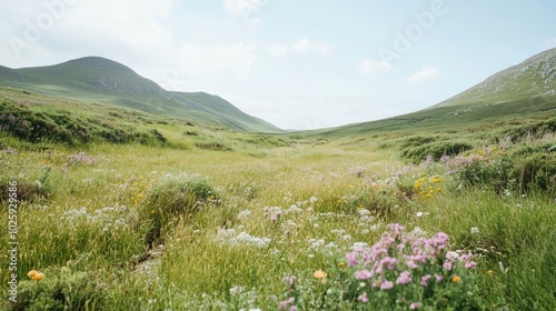 Rolling hills of wildflowers in Ireland under a bright, clear sky, with ample space for copy.