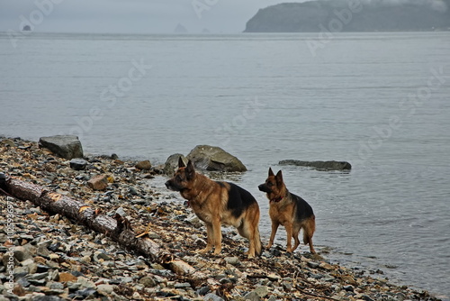 Cloudy shores of Gertner Bay, Magadan photo