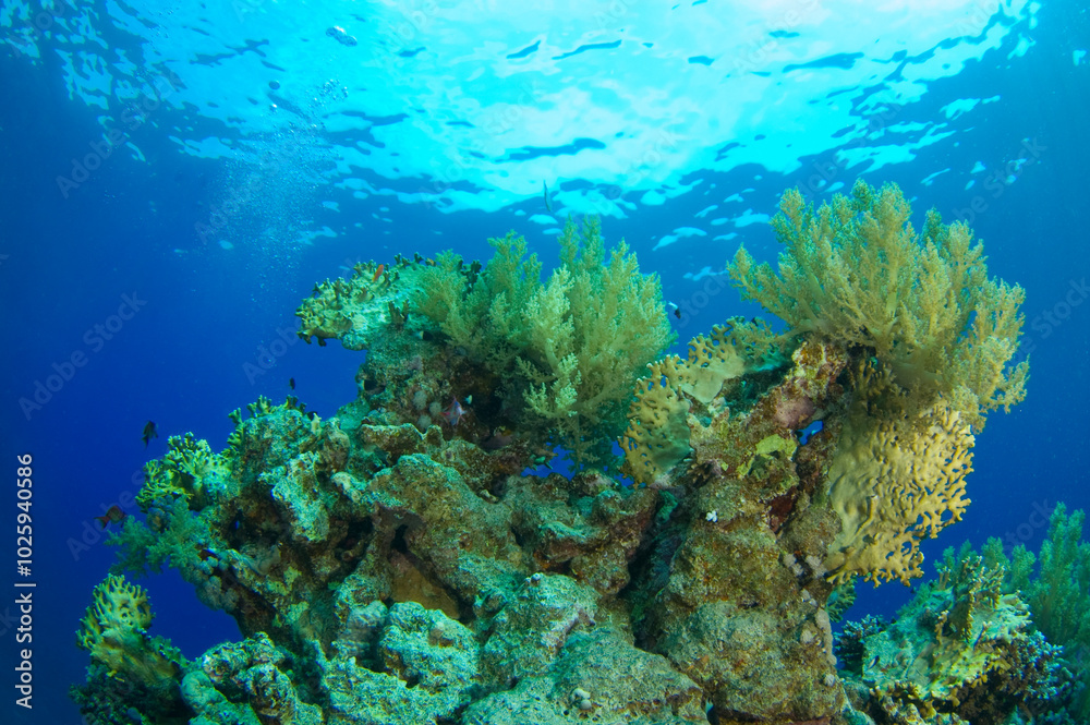 Fototapeta premium Red Sea Underwater Wonders: Scuba Diving, Marine Life, Corals & Sea Creatures