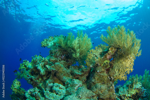 Red Sea Underwater Wonders: Scuba Diving, Marine Life, Corals & Sea Creatures