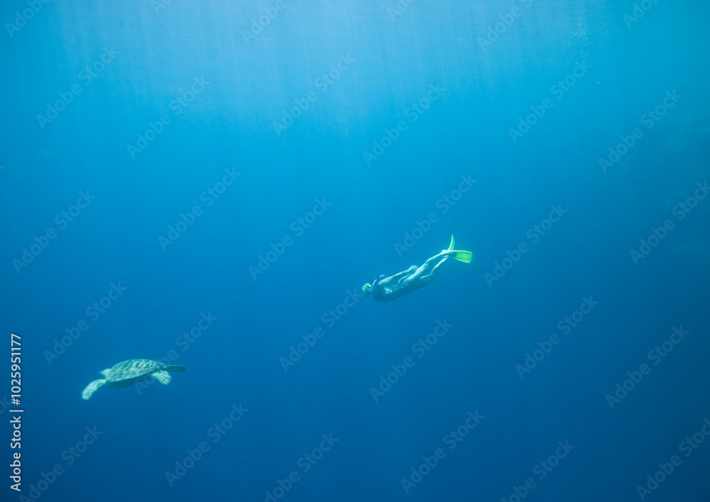 Naklejka premium Red Sea Underwater Wonders: Scuba Diving, Marine Life, Corals & Sea Creatures