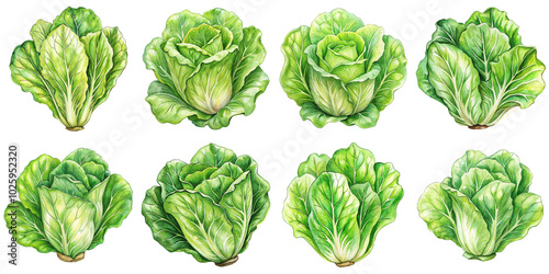 Hand Drawn illustration set of lettuce . isolate on a white background. PNG 