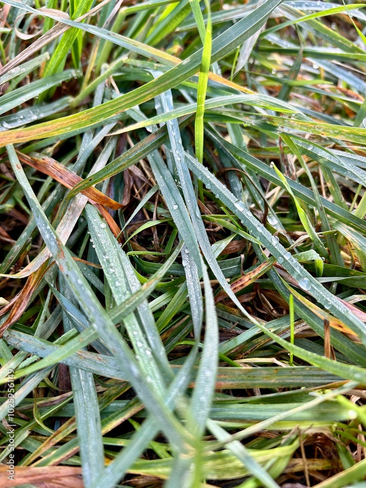 close-up dew on autumn withered grass close-up dew on autumn withered grass