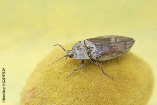 A click beetle foraging on a moss-covered rock. This insect has the scientific name Oxynopterus audouini. photo