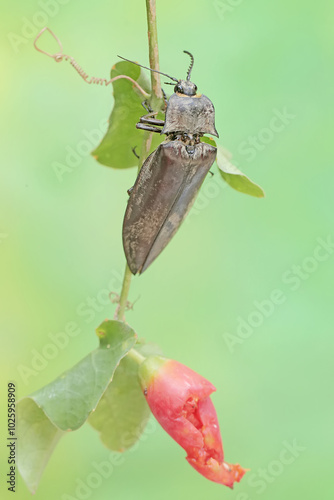 A click beetle foraging on a vine. This insect has the scientific name Oxynopterus audouini. photo