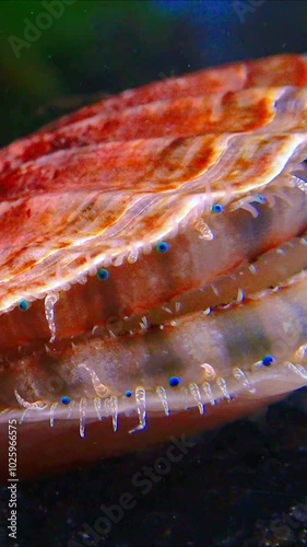 Black Sea mollusk Scallop -Flexopecten ponticus, simple eyes and tentacles of a mollusc, Black Sea photo