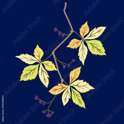 Vector - virginia creeper leaves with berries, template.