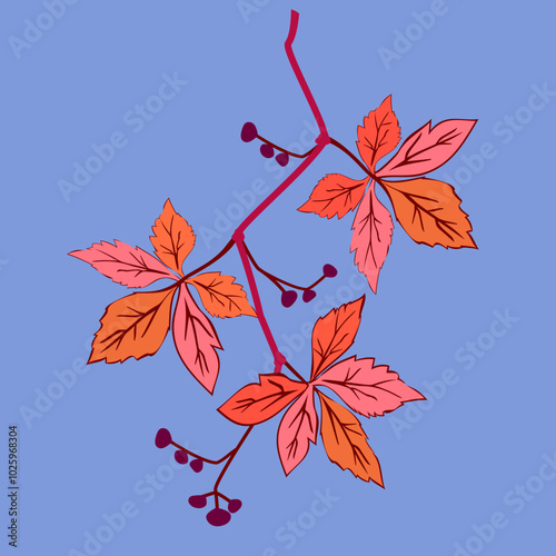 Vector - virginia creeper leaves with berries, template.