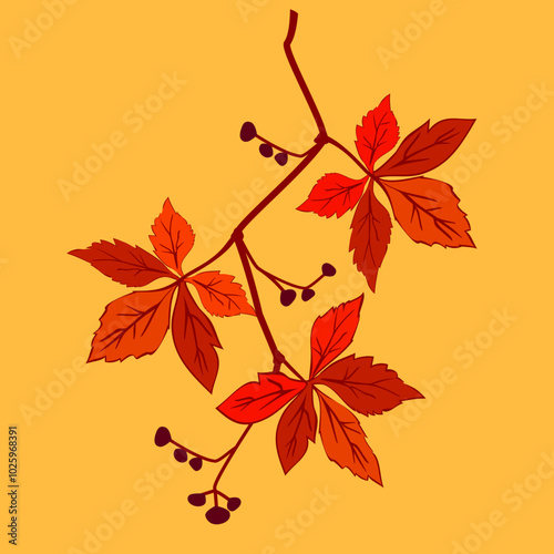 Vector - virginia creeper leaves with berries, template.