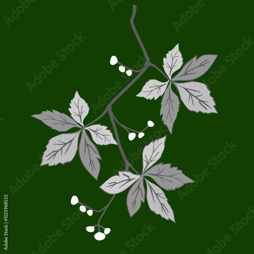 Vector - virginia creeper leaves with berries, template.