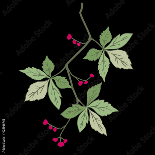 Vector - virginia creeper leaves with berries, template.