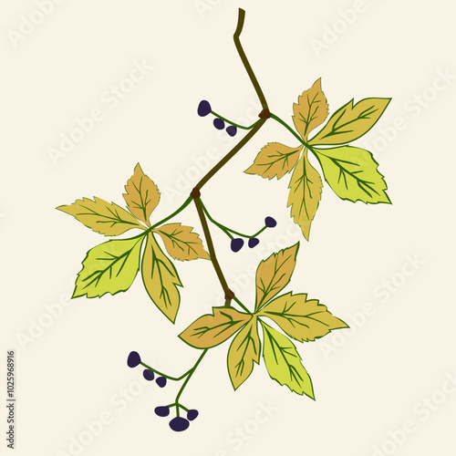 Vector - virginia creeper leaves with berries, template.