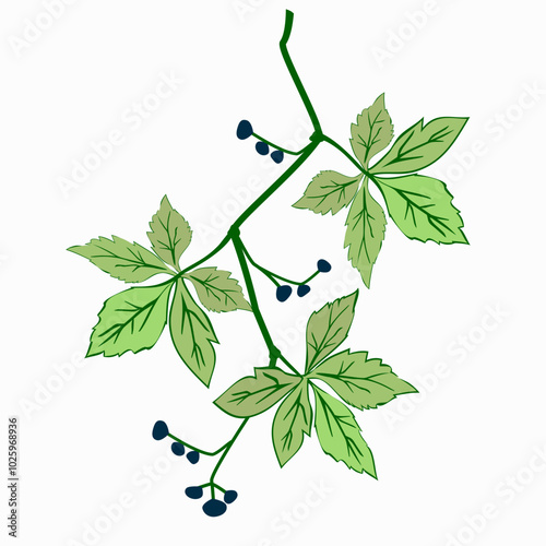 Vector - virginia creeper leaves with berries, template.