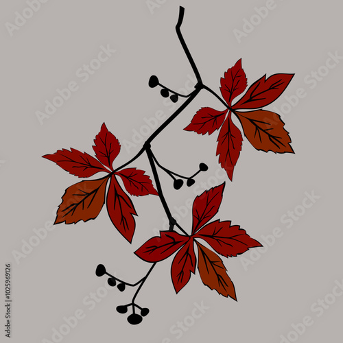 Vector - virginia creeper leaves with berries, template.