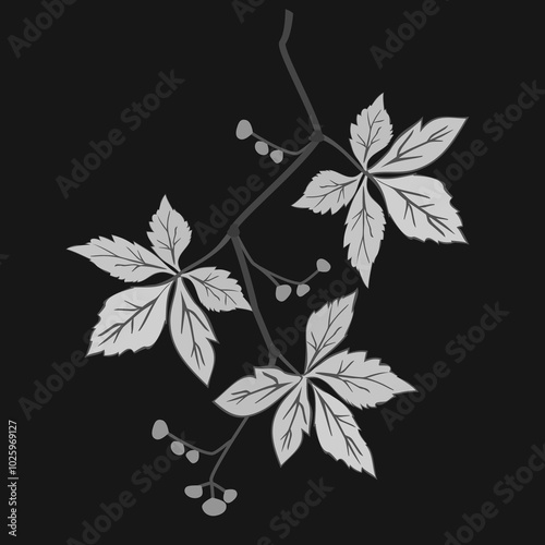 Vector - virginia creeper leaves with berries, template.