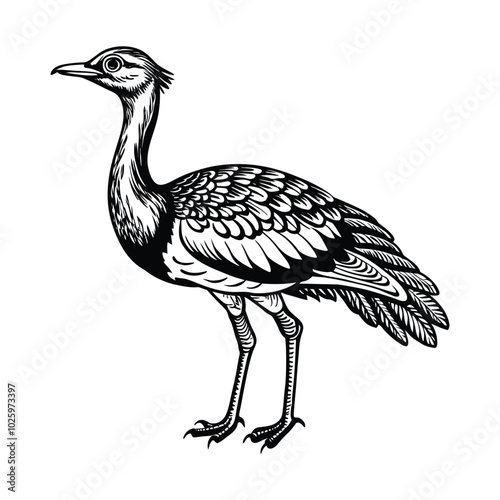 Arabian bustard vector illustration 