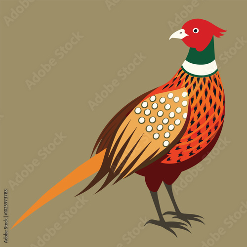 Common pheasant vector illustration 