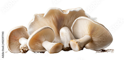 Fresh and Organic Mushrooms on White Background