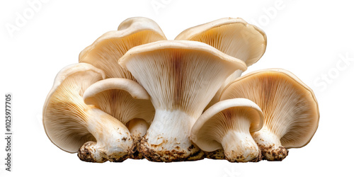 Fresh Mushrooms on a transparent background