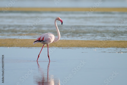 Serene Flamingo Wading in Delta del Ebro, Spain photo