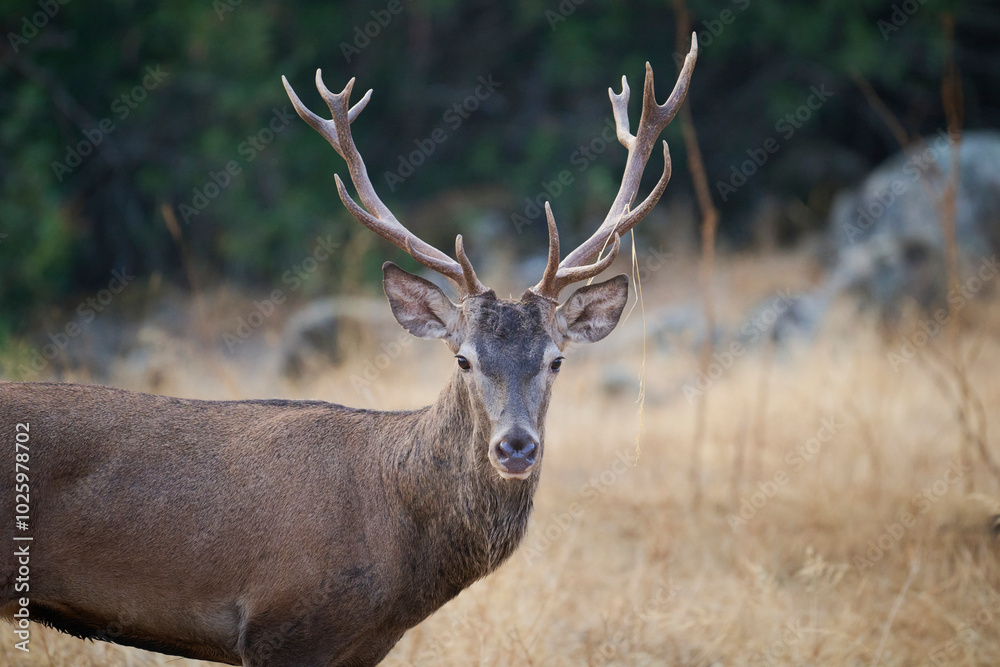 Majestic deer in the wild of Sierra Morena, Spain Majestic deer in the wild of Sierra Morena, Spain