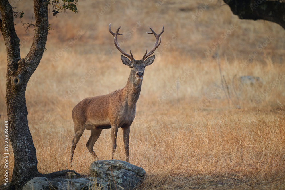 Deer standing in Sierra Morena mountains, Spain Deer standing in Sierra Morena mountains, Spain