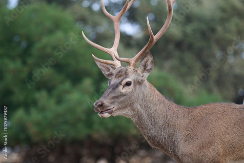 Majestic deer in Sierra Morena, Spain photo