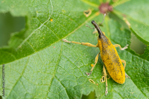Weevil on a green leaf in natural habitat photo