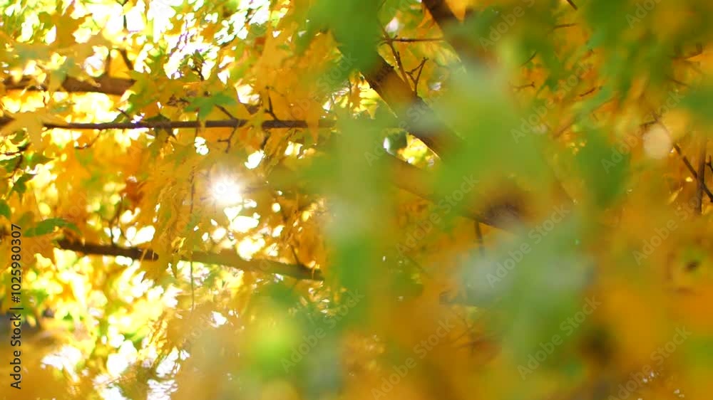 Sunlight shining through maple leaves in autumn Sunlight shining through maple leaves in autumn