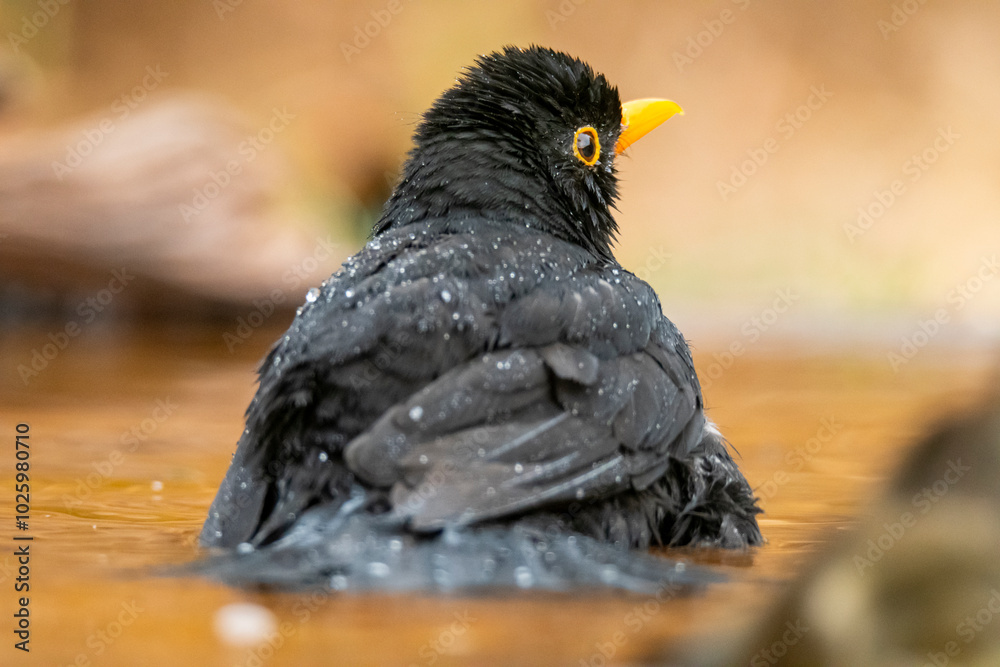 Blackbird bathing in water with visible droplets Blackbird bathing in water with visible droplets