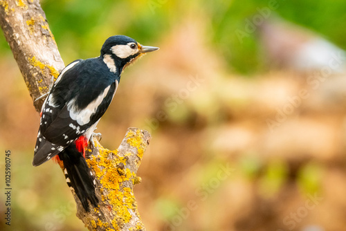 Great spotted woodpecker on lichen-covered branch photo