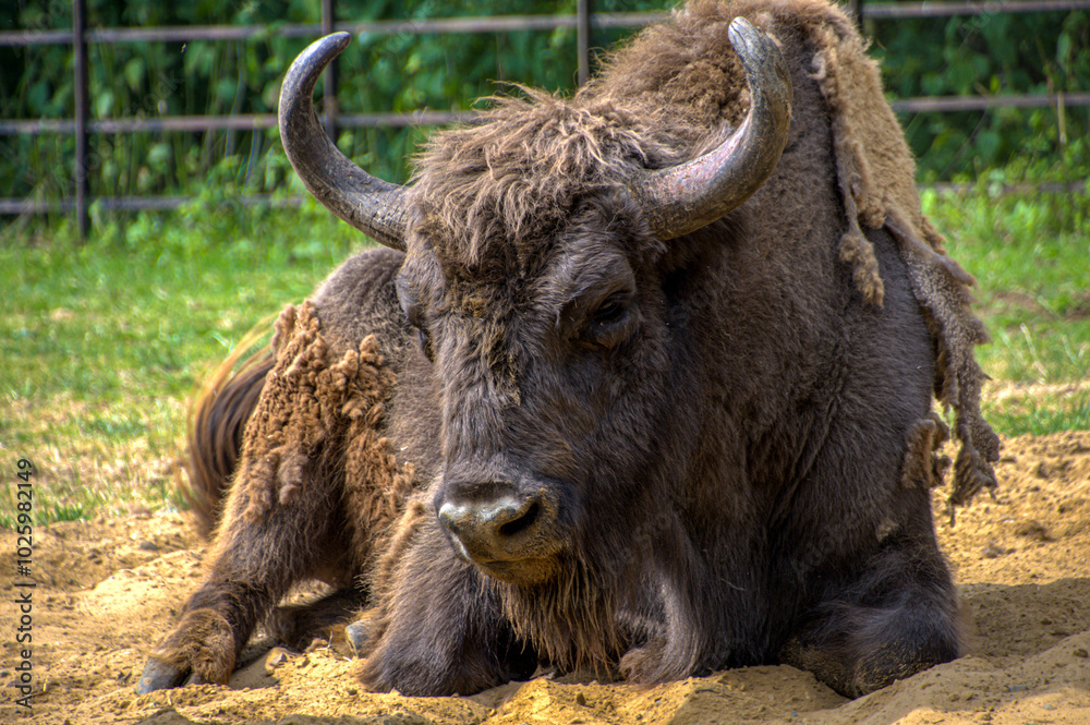 Closeup on a large bison resting at the farm Closeup on a large bison resting at the farm